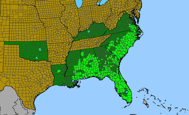 The range of Cnidoscolus stimulosus